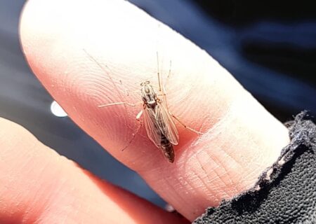 ユスリカ大量ハッチ ～岡崎トラウトポンド～